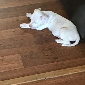 Meet your Posher, Alfonso